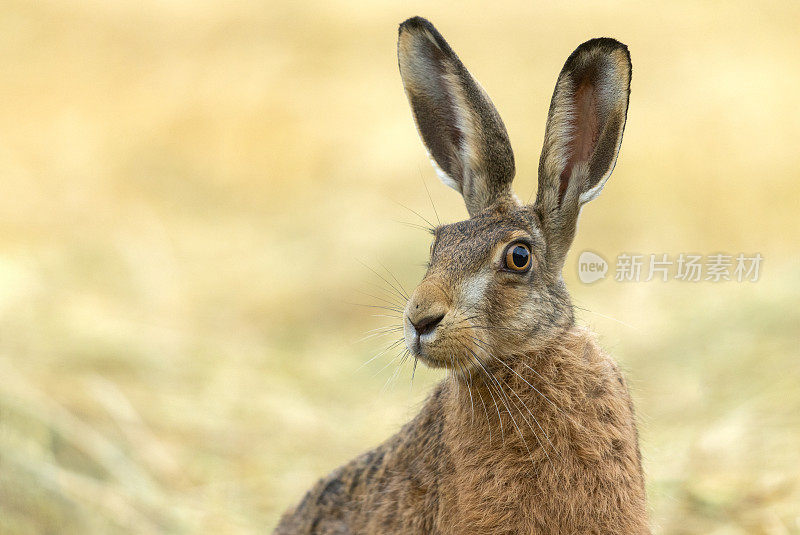 欧洲兔(Lepus europaeus)